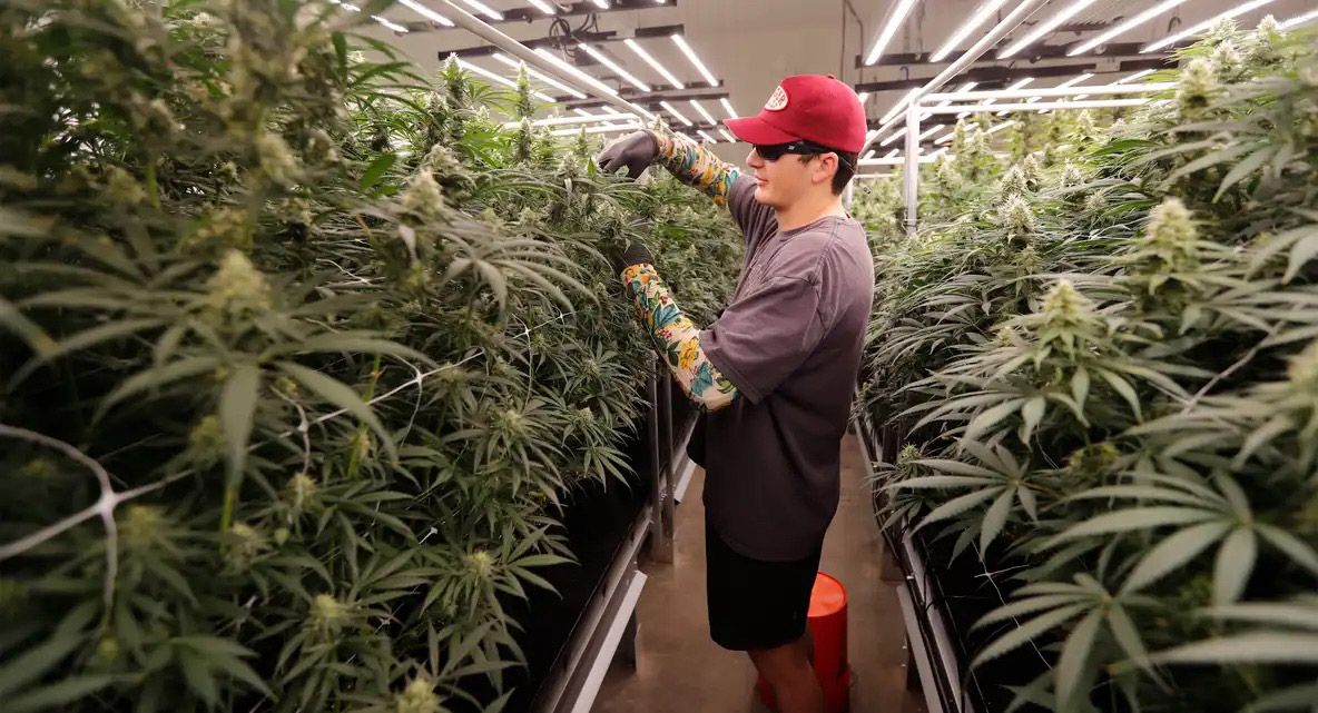 largest indoor grow, hemp farm, texas